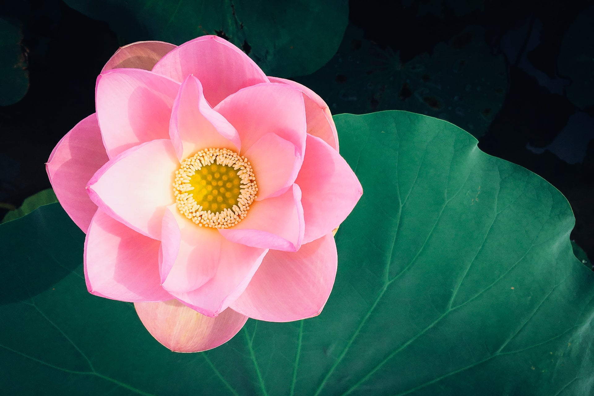 Ons doel is om de kracht van spiritualiteit te combineren met mooie producten. Hiermee ondersteunen wij onze klanten om te groeien naar een stabiel leven. Dit doen wij door onze producten aan te bieden tegen gunstige prijzen.